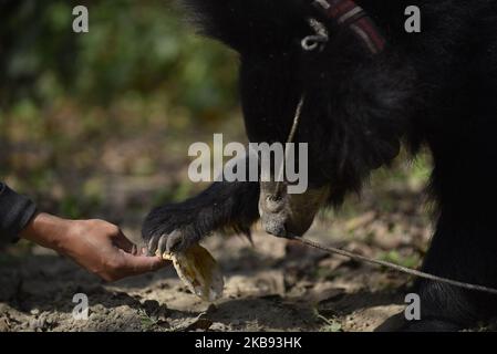 Ein Mitglied von Sneha's Care, das einem geretteten einjährigen Sloth Bear am Donnerstag, dem 24. Oktober 2019, in einem Tierheim in Lalitpur, Nepal, Nahrung anbietet. Ein Faultier-Bär wird von der Tierschutzorganisation Sneha's Care aus dem Distrikt Siraha gerettet. (Foto von Narayan Maharjan/NurPhoto) Stockfoto