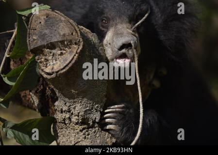 Eine Nahaufnahme einer durchbohrten Nase und schob ein Seil durch sie, um vom Straßenunterhalter eines geretteten einjährigen Sloth Bear am Donnerstag, dem 24. Oktober 2019, in einem Tierheim in Lalitpur, Nepal, zu kontrollieren. Ein Faultier-Bär wird von der Tierschutzorganisation Sneha's Care aus dem Distrikt Siraha gerettet. (Foto von Narayan Maharjan/NurPhoto) Stockfoto