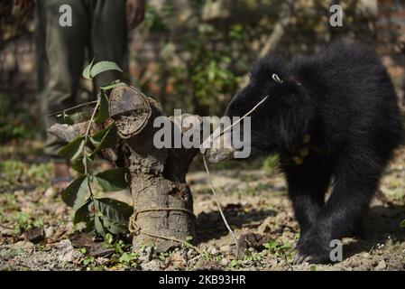 Ein geretteter einjähriger Sloth Bear spielt am Donnerstag, den 24. Oktober 2019, in einem Tierheim in Lalitpur, Nepal. Ein Faultier-Bär wird von der Tierschutzorganisation Sneha's Care aus dem Distrikt Siraha gerettet. (Foto von Narayan Maharjan/NurPhoto) Stockfoto