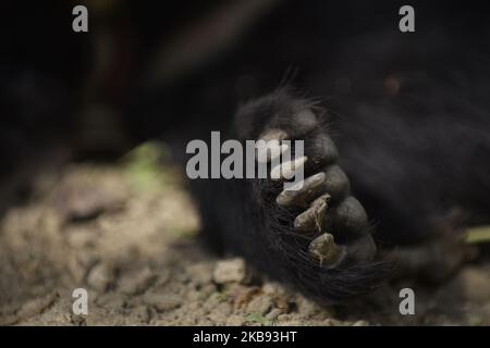 Eine gerettete einjährige Sloth Bear Pfote in einem Tierheim in Lalitpur, Nepal, am Donnerstag, 24. Oktober 2019. Ein Faultier-Bär wird von der Tierschutzorganisation Sneha's Care aus dem Distrikt Siraha gerettet. (Foto von Narayan Maharjan/NurPhoto) Stockfoto