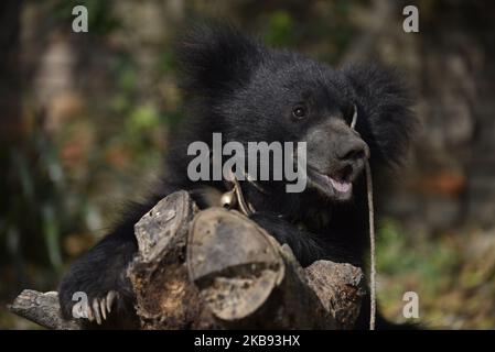 Ein geretteter einjähriger Sloth Bear spielt am Donnerstag, den 24. Oktober 2019, in einem Tierheim in Lalitpur, Nepal. Ein Faultier-Bär wird von der Tierschutzorganisation Sneha's Care aus dem Distrikt Siraha gerettet. (Foto von Narayan Maharjan/NurPhoto) Stockfoto