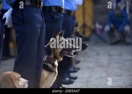 Nepalesische Polizisten und ihre Hunde nehmen am ‘Kukur Tihar’ Dog Festival Teil, während der Prozession der Tihar-Feierlichkeiten in Maharajgunj, Kathmandu, Nepal, am Sonntag, 27. Oktober 2019. Tihar ist ein hinduistisches Fest, das in Nepal 5 Tage lang gefeiert wird. Nepalesische Menschen verehren den Hund, füttern am zweiten Tag von tihar leckeres Essen. Dog ist ein vertrauenswürdiger Wächter des Menschen. Tihar markieren als das Fest der Lichter, da die Menschen ihre Bewohner mit verschiedenen Blumengirlanden, Öllampen und bunten Glühbirnen schmücken. (Foto von Narayan Maharjan/NurPhoto) Stockfoto