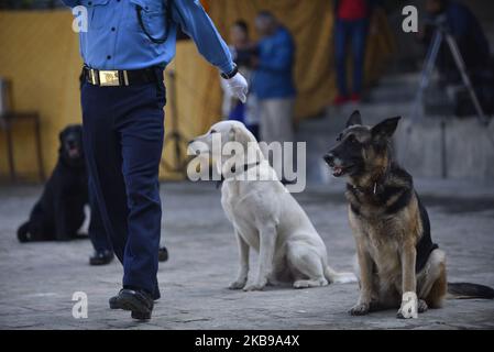 Ein ausgebildeter nepalesischer Polizeihund folgt der Anweisung seines Meisters auf dem ‘Kukur Tihar’ Hundefest, während der Prozession der Tihar-Feierlichkeiten in Maharajgunj, Kathmandu, Nepal am Sonntag, 27. Oktober 2019. Tihar ist ein hinduistisches Fest, das in Nepal 5 Tage lang gefeiert wird. Nepalesische Menschen verehren den Hund, füttern am zweiten Tag von tihar leckeres Essen. Dog ist ein vertrauenswürdiger Wächter des Menschen. Tihar markieren als das Fest der Lichter, da die Menschen ihre Bewohner mit verschiedenen Blumengirlanden, Öllampen und bunten Glühbirnen schmücken. (Foto von Narayan Maharjan/NurPhoto) Stockfoto