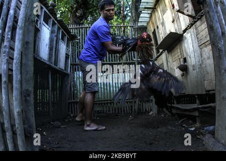 Kampfhuhnfans trainieren ihre Hähnchen am 27. Oktober 2019 in Tanjung Pinang, Batam, Kepulauan Riau, Indonesien. Abgesehen davon, dass es sich um eine Unterhaltung handelt, wird der wirtschaftliche Wert dieser Art von Hahn sogar noch höher sein und von 300 bis Millionen Rupiah reichen, wenn er oft das Rennen gewinnt. (Foto von Teguh Prihatna/NurPhoto) Stockfoto