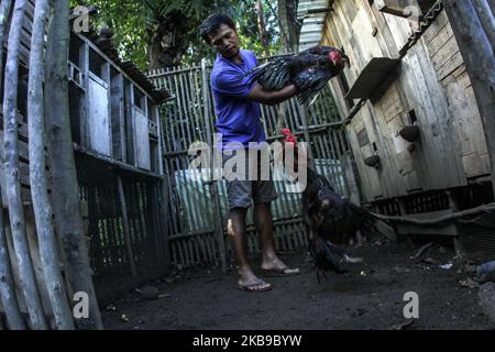 Kampfhuhnfans trainieren ihre Hähnchen am 27. Oktober 2019 in Tanjung Pinang, Batam, Kepulauan Riau, Indonesien. Abgesehen davon, dass es sich um eine Unterhaltung handelt, wird der wirtschaftliche Wert dieser Art von Hahn sogar noch höher sein und von 300 bis Millionen Rupiah reichen, wenn er oft das Rennen gewinnt. (Foto von Teguh Prihatna/NurPhoto) Stockfoto