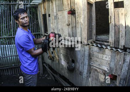 Kampfhuhnfans trainieren ihre Hähnchen am 27. Oktober 2019 in Tanjung Pinang, Batam, Kepulauan Riau, Indonesien. Abgesehen davon, dass es sich um eine Unterhaltung handelt, wird der wirtschaftliche Wert dieser Art von Hahn sogar noch höher sein und von 300 bis Millionen Rupiah reichen, wenn er oft das Rennen gewinnt. (Foto von Teguh Prihatna/NurPhoto) Stockfoto