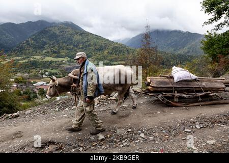 Ein Mann geht mit einem Ochsen, der am 28. September 2019 in der Nähe von Mestia, der Hauptstadt der Region Svaneti in Georgien, eine Ladung mit Holz zieht. Svaneti liegt in den Bergen des Zentralkaukasus, umgeben von 3000-5000 Gipfeln, und wird von den Svanen, einer ethnischen Untergruppe Georgiens, bewohnt. (Foto von Dominika Zarzycka/NurPhoto) Stockfoto