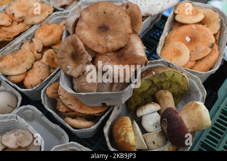 Ein lokaler Pilzverkäufer mit Körben mit Safranmilchkappe und Rotkiefer (Lactarius deliciosus), Honigpilz (Armillaria mellea), Lorbeer (Imleria badia), Penny-Brötchen, Boletus, Suillus und anderen Pilzen, die auf einem grünen Markt in Rzeszow gesehen werden. In Polen ist der Herbst für Pilze, und jedes Jahr, von September bis November, wird das Pilzsammeln zu einem nationalen Hobby. Der extrem reichliche Pilzausbruch in diesem Jahr hat dazu geführt, dass die Wälder von Podkarpackie in den letzten Wochen von Pilzsammlern aus Rumänien besucht wurden. Am Mittwoch, den 30. Oktober 2019, in Rzeszow, Polen. (Foto von Artur Widak/NurPhoto) Stockfoto