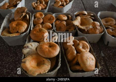 Ein lokaler Pilzverkäufer mit Körben voller Safranmilchkappe und Rotkiefer-Pilzen (Lactarius deliciosus), gesehen auf einem Grünen Markt in Rzeszow. In Polen ist der Herbst für Pilze, und jedes Jahr, von September bis November, wird das Pilzsammeln zu einem nationalen Hobby. Der extrem reichliche Pilzausbruch in diesem Jahr hat dazu geführt, dass die Wälder von Podkarpackie in den letzten Wochen von Pilzsammlern aus Rumänien besucht wurden. Am Mittwoch, den 30. Oktober 2019, in Rzeszow, Polen. (Foto von Artur Widak/NurPhoto) Stockfoto