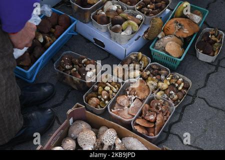 Ein lokaler Pilzverkäufer mit Körben mit Sonnenpilzen (Macrolepiota procera), Safranmilchkappe und Rotkiefer (Lactarius deliciosus), Honigpilz (Armillaria mellea), Lorbeer (Imleria badia), Penny-Brötchen, Boletus, Suillus und anderen Pilzen, die auf einem Grünen Markt in Rzeszow gesehen werden. In Polen ist der Herbst für Pilze, und jedes Jahr, von September bis November, wird das Pilzsammeln zu einem nationalen Hobby. Der extrem reichliche Pilzausbruch in diesem Jahr hat dazu geführt, dass die Wälder von Podkarpackie in den letzten Wochen von Pilzsammlern aus Rumänien besucht wurden. Am Mittwoch, den 30. Oktober 2019, in Rzeszow, Pol Stockfoto