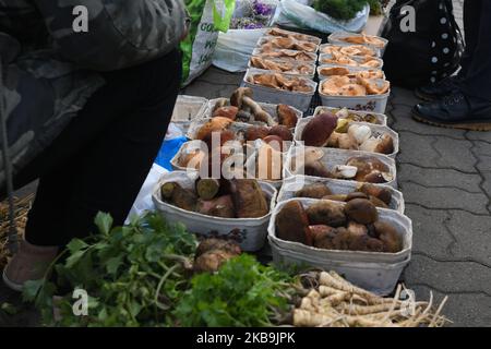 Ein lokaler Pilzverkäufer mit Körben mit Sonnenpilzen (Macrolepiota procera), Safranmilchkappe und Rotkiefer (Lactarius deliciosus), Honigpilz (Armillaria mellea), Lorbeer (Imleria badia), Penny-Brötchen, Boletus, Suillus und anderen Pilzen, die auf einem Grünen Markt in Rzeszow gesehen werden. In Polen ist der Herbst für Pilze, und jedes Jahr, von September bis November, wird das Pilzsammeln zu einem nationalen Hobby. Der extrem reichliche Pilzausbruch in diesem Jahr hat dazu geführt, dass die Wälder von Podkarpackie in den letzten Wochen von Pilzsammlern aus Rumänien besucht wurden. Am Mittwoch, den 30. Oktober 2019, in Rzeszow, Pol Stockfoto