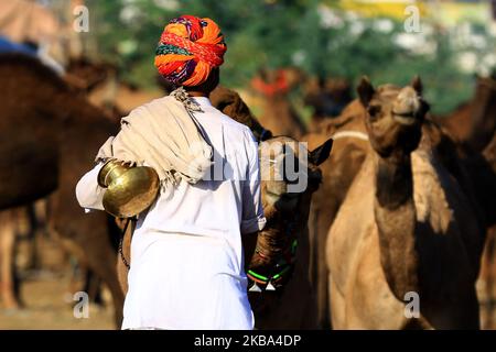 Ein indischer Kamelhändler kommt mit seiner Herde während der jährlichen Rindermesse in Pushkar, im westlichen Bundesstaat Rajasthan, Indien, am 5. November 2019 an. Pushkar ist ein beliebter Hindu-Wallfahrtsort, der auch von ausländischen Touristen frequentiert wird, die in die Stadt für ihre jährliche Viehmarkt kommen. (Foto von STR/NurPhoto) Stockfoto