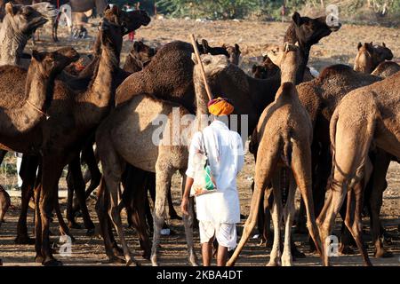 Ein indischer Kamelhändler kommt mit seiner Herde während der jährlichen Rindermesse in Pushkar, im westlichen Bundesstaat Rajasthan, Indien, am 5. November 2019 an. Pushkar ist ein beliebter Hindu-Wallfahrtsort, der auch von ausländischen Touristen frequentiert wird, die in die Stadt für ihre jährliche Viehmarkt kommen. (Foto von STR/NurPhoto) Stockfoto