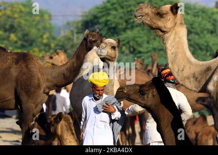 Ein indischer Kamelhändler kommt mit seiner Herde während der jährlichen Rindermesse in Pushkar, im westlichen Bundesstaat Rajasthan, Indien, am 5. November 2019 an. Pushkar ist ein beliebter Hindu-Wallfahrtsort, der auch von ausländischen Touristen frequentiert wird, die in die Stadt für ihre jährliche Viehmarkt kommen. (Foto von STR/NurPhoto) Stockfoto