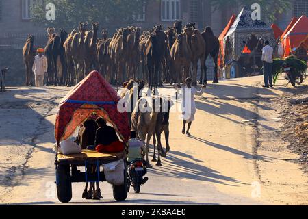 Ein indischer Kamelhändler kommt mit seiner Herde während der jährlichen Rindermesse in Pushkar, im westlichen Bundesstaat Rajasthan, Indien, am 5. November 2019 an. Pushkar ist ein beliebter Hindu-Wallfahrtsort, der auch von ausländischen Touristen frequentiert wird, die in die Stadt für ihre jährliche Viehmarkt kommen. (Foto von STR/NurPhoto) Stockfoto