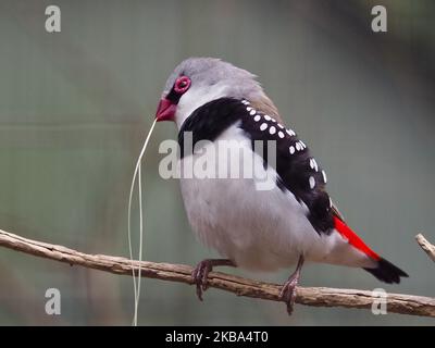 Dynamischer auffälliger Rüde Diamond FiRetail in auffälliger Pracht. Stockfoto