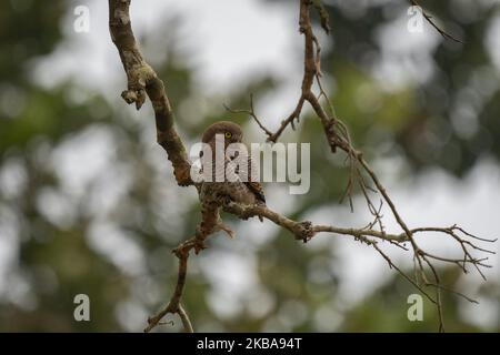 Ein Dschungelkauz, der auf einem Baum im Dschungel sticht. Stockfoto