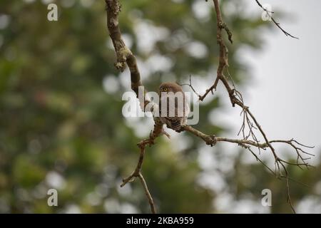 Ein Dschungelkauz, der auf einem Baum im Dschungel sticht. Stockfoto