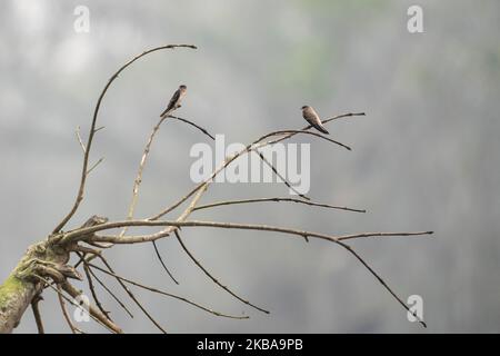 Zwei sandmartins sitzen auf den Zweigen eines toten Baumes. Stockfoto