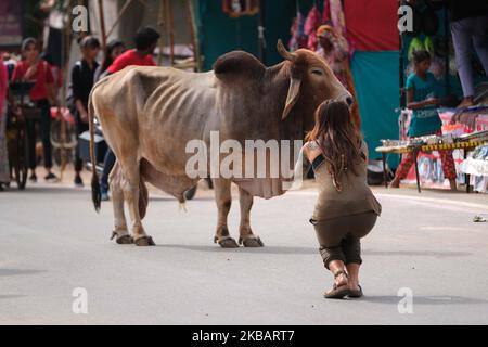 Tourist Capture Bull Bild während der Pushkar Fair 2019 in Rajasthan, Indien am 11. November , 2019. (Foto von Vishal Bhatnagar/NurPhoto) Stockfoto