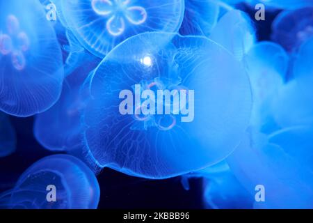 Quallen schweben friedlich und leise in einem Aquarium mit blauem, hellem und dunklem Hintergrund Stockfoto