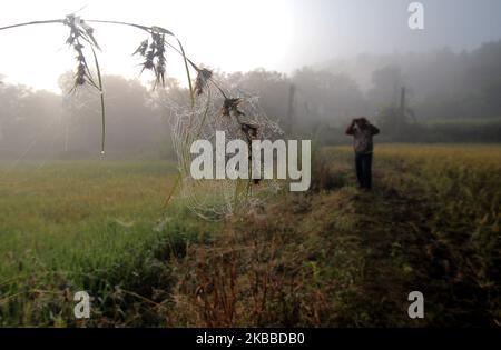 Nebel umhüllte sich in der Hills Station Road bei Belghar im Kandhamal Bezirk, als die Wintersaison beginnt, 220 km entfernt von der östlichen indischen Bundesstaat Odisha Hauptstadt Bhubaneswar. Kandhamal ist der kälteste Ort in Ostindien und jedes Jahr Temperetur mit Minusgraden. (Foto von STR/NurPhoto) Stockfoto