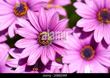 Blick von oben auf einen Blumenstrauß eines schönen bunten afrikanischen margherite osteospermum Blumen, die im Garten des gotokuji-Tempels in tokio blühen Stockfoto