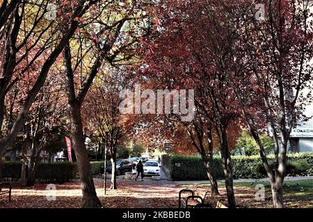 Am 17. November 2019 laufen Menschen in Ankara, Türkei, an einem öffentlichen Garten mit bunten Herbstbäumen vorbei. (Foto von Altan Gocher/NurPhoto) Stockfoto