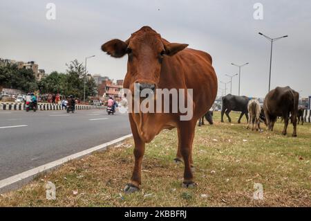 Kühe grasen am 24. November 2019 in Neu-Delhi, indien (Foto: Nasir Kachroo/NurPhoto) Stockfoto