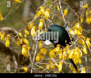 TUI, endemischer Singvögel von Aotearoa / Neuseeland, der sich am Kothai-Baumblütennektar ernährt. Das Blütenstamen, das gelben Pollen auf seinen Kopf legt. Stockfoto