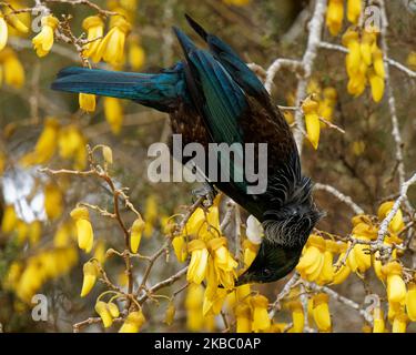 TUI, endemischer Singvögel von Aotearoa / Neuseeland, der sich am Kothai-Baumblütennektar ernährt. Das Blütenstamen, das gelben Pollen auf seinen Kopf legt. Stockfoto