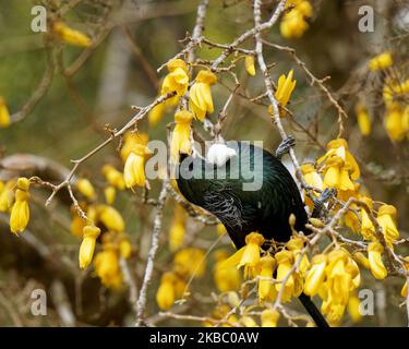 TUI, endemischer Singvögel von Aotearoa / Neuseeland, der sich am Kothai-Baumblütennektar ernährt. Das Blütenstamen, das gelben Pollen auf seinen Kopf legt. Stockfoto