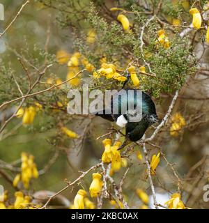 TUI, endemischer Singvögel von Aotearoa / Neuseeland, der sich am Kothai-Baumblütennektar ernährt. Das Blütenstamen, das gelben Pollen auf seinen Kopf legt. Stockfoto