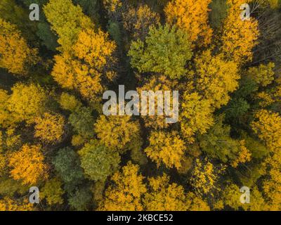 Wunderschöne Fallbäume. Blick von oben auf den herbstlichen Laubwald in gelben und orangen Farben. Luftaufnahme des Waldes während eines ruhigen Herbsttages Stockfoto
