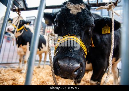 Eine Kuh zeigt der Öffentlichkeit während der ersten Aktion, die die Landwirte am 13.. Dezember 2019 in Amsterdam ergriffen haben. (Foto von Romy Arroyo Fernandez/NurPhoto) Stockfoto