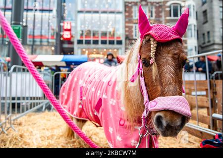 Ein Pony mit einem rosa Hut huht der Öffentlichkeit während der ersten Aktion der Bauern in Amsterdam am 13.. Dezember 2019. (Foto von Romy Arroyo Fernandez/NurPhoto) Stockfoto