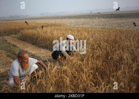 Bauern schnitten am 16. Dezember 2019 in Magura, Bangladesch, am frühen Morgen das Reisfeld. (Foto von Syed Mahamudur Rahman/NurPhoto) Stockfoto