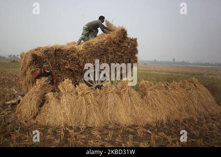 Am 16. Dezember 2019 haben die Bauern in Magura, Bangladesch, gesehen, wie sie ein Reisfeld auf einem Wagen arrangiert hatten. (Foto von Syed Mahamudur Rahman/NurPhoto) Stockfoto