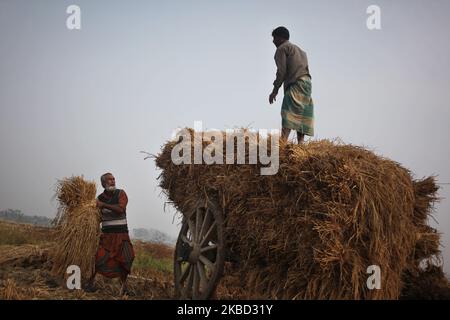 Am 16. Dezember 2019 haben die Bauern in Magura, Bangladesch, gesehen, wie sie ein Reisfeld auf einem Wagen arrangiert hatten. (Foto von Syed Mahamudur Rahman/NurPhoto) Stockfoto