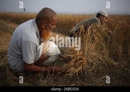 Bauern schnitten am 16. Dezember 2019 in Magura, Bangladesch, am frühen Morgen das Reisfeld. (Foto von Syed Mahamudur Rahman/NurPhoto) Stockfoto