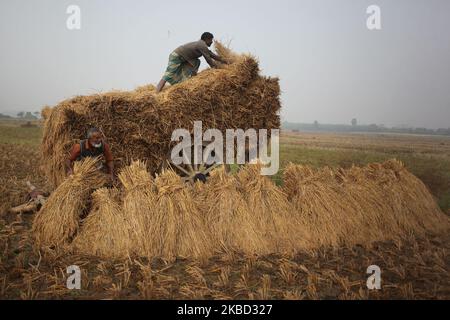 Am 16. Dezember 2019 haben die Bauern in Magura, Bangladesch, gesehen, wie sie ein Reisfeld auf einem Wagen arrangiert hatten. (Foto von Syed Mahamudur Rahman/NurPhoto) Stockfoto