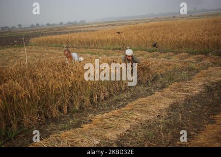 Bauern schnitten am 16. Dezember 2019 in Magura, Bangladesch, am frühen Morgen das Reisfeld. (Foto von Syed Mahamudur Rahman/NurPhoto) Stockfoto