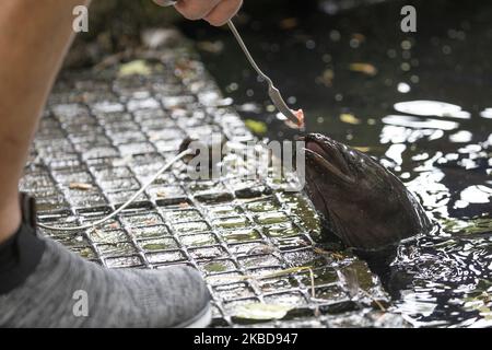 Ein Besucher füttert am 20. Dezember 2019 einen Longfin-Eel (Anguilla Dieffenbachii) im Willowbank Wildlife Reserve in Christchurch, Neuseeland. Willowbank Wildlife Reserve ist ein Naturschutzgebiet in Christchurch und beherbergt eine große Auswahl an seltenen und gefährdeten Arten, von einheimischen neuseeländischen Vögeln bis zu exotischen Zootieren. (Foto von Sanka Vidanagama/NurPhoto) Stockfoto