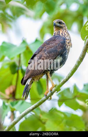 Gewöhnlicher Schwarzfalke (Buteogallus anthracinus), der auf einem Ast steht Stockfoto