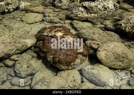 Das Gehirn Korallenbildung unter dem Wasserstand während der Ebbe des Laxmanpur-Strandes 2 auf der Neil Island of Andaman, 9. Dezember 2019. Dies ist eine lebende Koralle. (Foto von Dipayan Bose/NurPhoto) Stockfoto