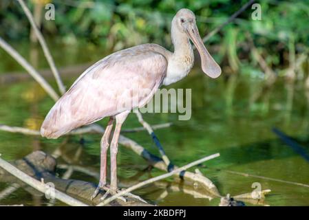 Roseatspoonbill (Platalea ajaja), der auf einem Balken im Teich sitzend Stockfoto