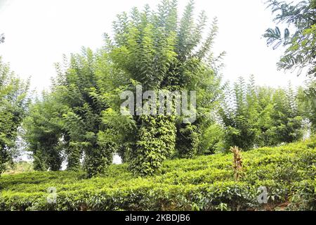 Teepflanzen im Geragama Tea Estate in Pilimathalawa, Sri Lanka. Geragama ist eine der Premium- und ältesten Teeplantagen Sri Lankas aus dem Jahr 1903. (Foto von Creative Touch Imaging Ltd./NurPhoto) Stockfoto