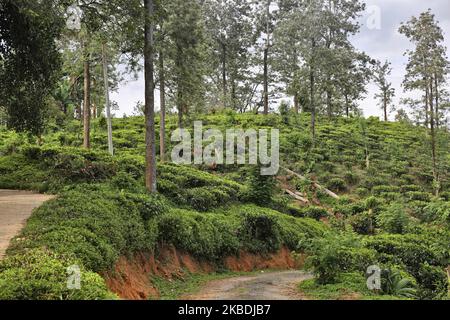 Teepflanzen im Geragama Tea Estate in Pilimathalawa, Sri Lanka. Geragama ist eine der Premium- und ältesten Teeplantagen Sri Lankas aus dem Jahr 1903. (Foto von Creative Touch Imaging Ltd./NurPhoto) Stockfoto