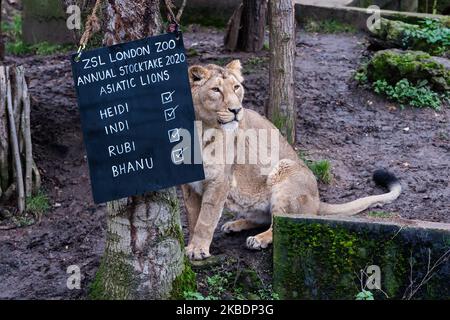 Heidi, die asiatische Löwin, die während der jährlichen Bestandsaufnahme im ZSL London Zoo am 02. Januar 2020 in London, England, abgebildet wurde. Jedes Jahr zählen die Tierhalter jedes Tier von mehr als 700 Arten im Londoner Zoo zusammen, und die Ergebnisse werden mit anderen Zoos geteilt, um die weltweiten Zuchtprogramme für bedrohte Tiere zu verwalten. (Foto von Wiktor Szymanowicz/NurPhoto) Stockfoto