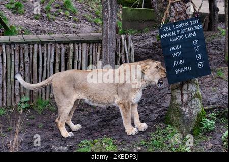 Heidi, die asiatische Löwin, die während der jährlichen Bestandsaufnahme im ZSL London Zoo am 02. Januar 2020 in London, England, abgebildet wurde. Jedes Jahr zählen die Tierhalter jedes Tier von mehr als 700 Arten im Londoner Zoo zusammen, und die Ergebnisse werden mit anderen Zoos geteilt, um die weltweiten Zuchtprogramme für bedrohte Tiere zu verwalten. (Foto von Wiktor Szymanowicz/NurPhoto) Stockfoto